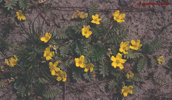 Potentilla anserina