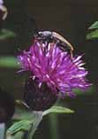 Centaurea nigra ssp. n.