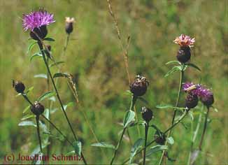 Centaurea nigra ssp. nigra