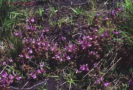 Pedicularis sylvatica