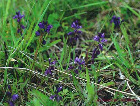 Polygala vulgaris ssp. v.