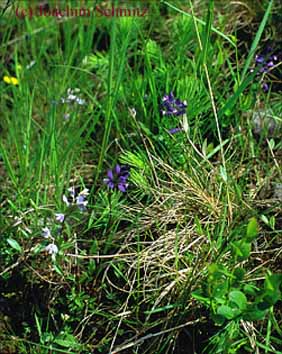 Polygala serpyllifolia