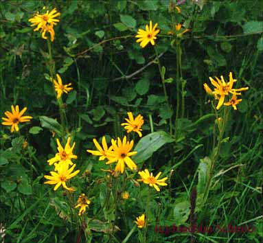 Arnica montana