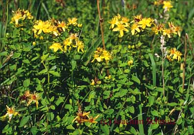 Hypericum maculatum ssp. m.