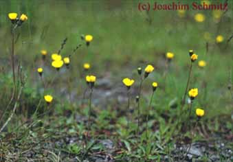 Hieracium lactucella