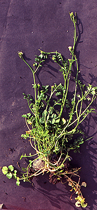 Cardamine occulta
