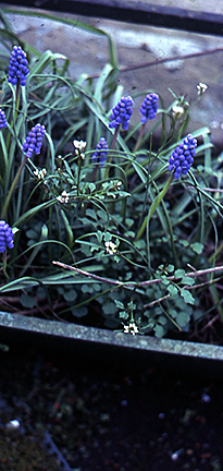 Cardamine occulta