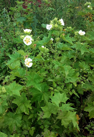 Kitaibelia vitifolia