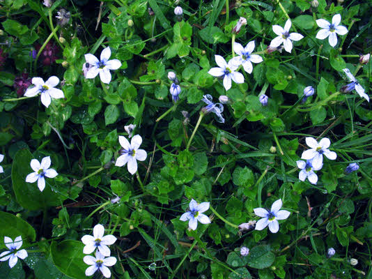 Pratia pedunculata (c)Wolfg. Voigt