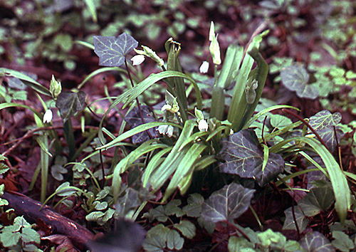 Malva parviflora