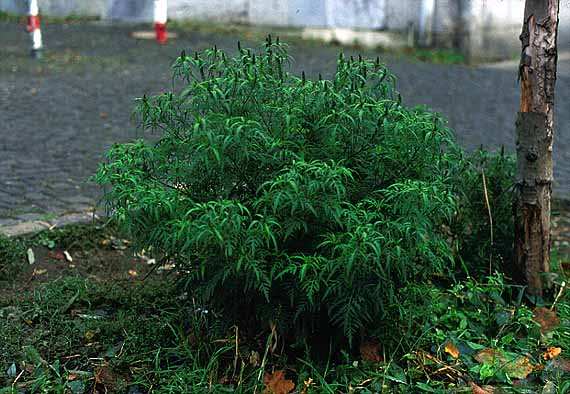 Ambrosia artemisiifolia