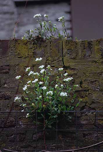 Arabis caucasica