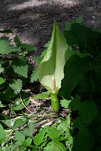 Arum italicum