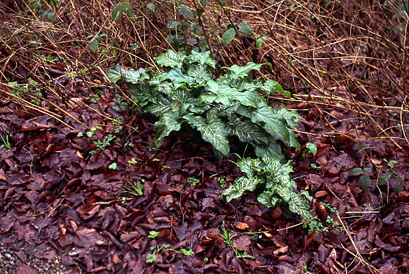 Arum italicum