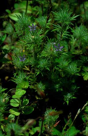 Navarretia squarrosa