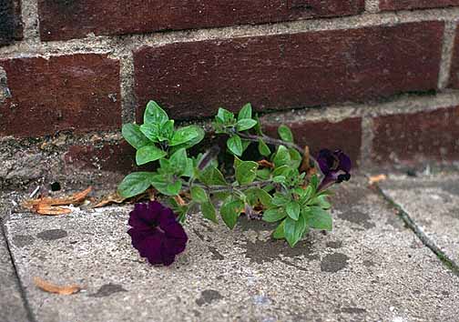 Petunia x atkinsiana