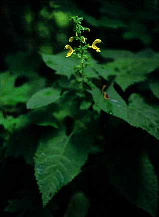 Salvia glutinosa