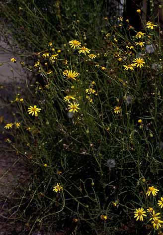 Senecio inaeqidens