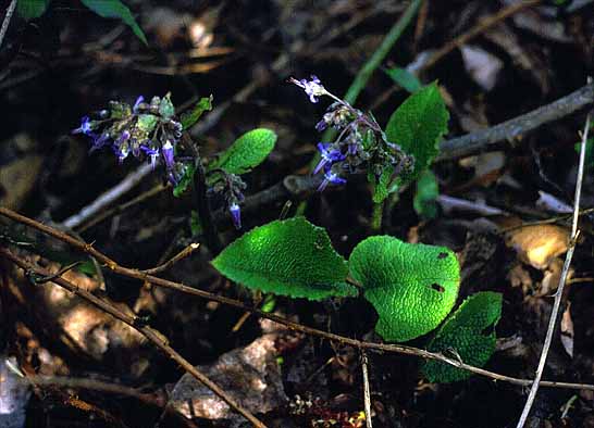 Trachystemon orientalis