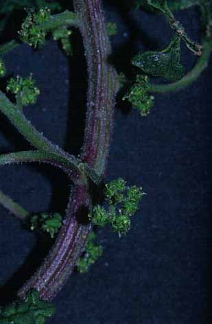 Chenopodium schraderianum