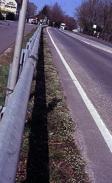 Cochlearia danica