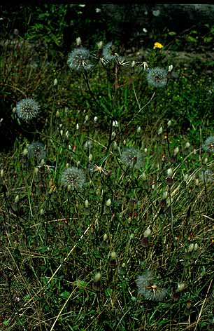 Crepis foetida