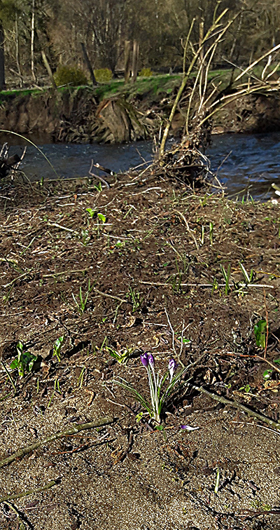 Crocus tommasianus