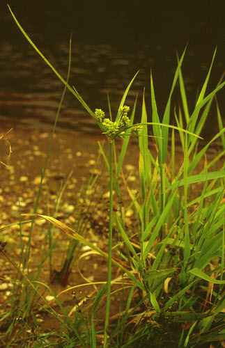 Cyperus eragrostis