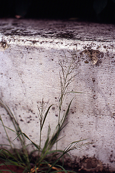 Eragrostis multicaulis