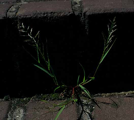 Eragrostis pilosa