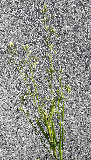 Erigeron sumatrensis