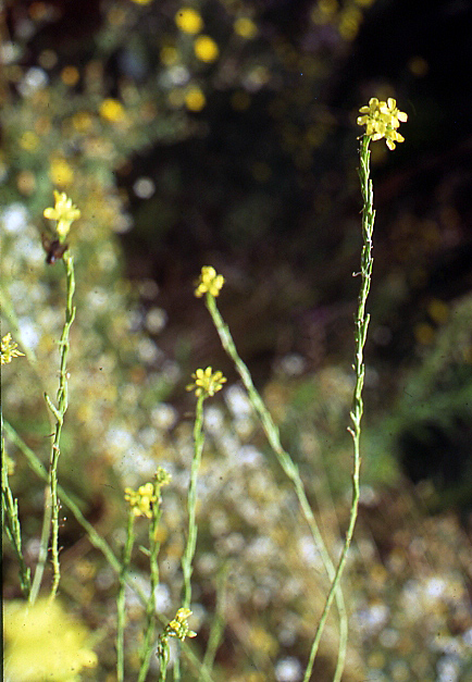 Hirschfeldia incana
