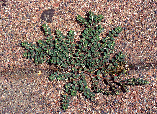 Euphorbia prostrata