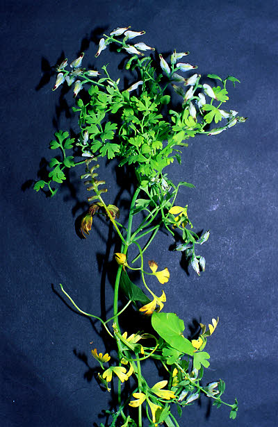 Fumaria capreolata