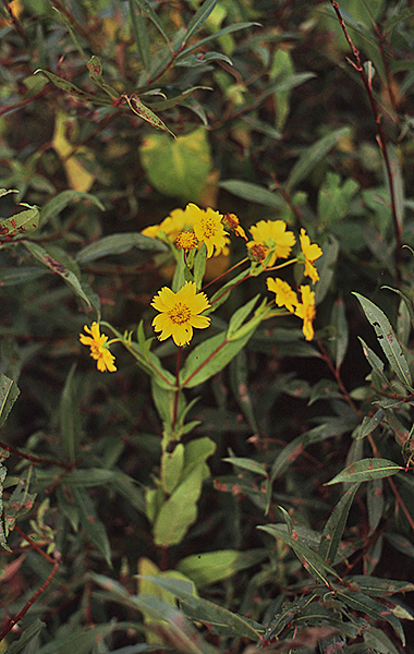 Guizotia abyssinica