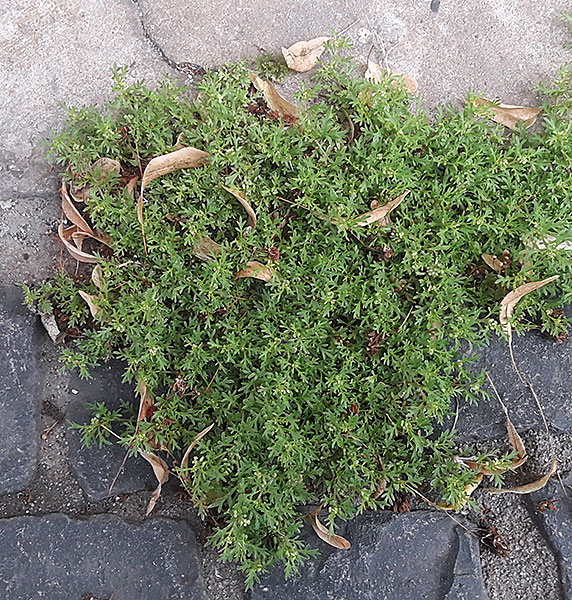 Lepidium didymum