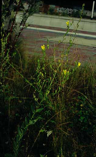 Linaria genistifolia
