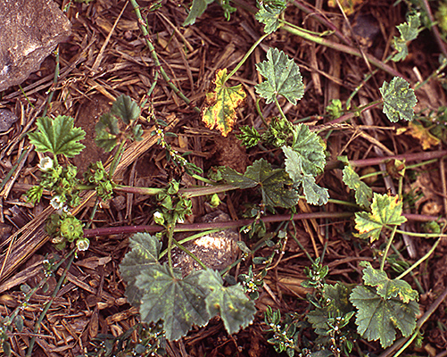Malva parviflora
