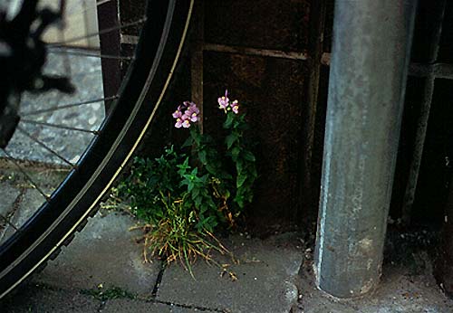 Nemesia denticulata
