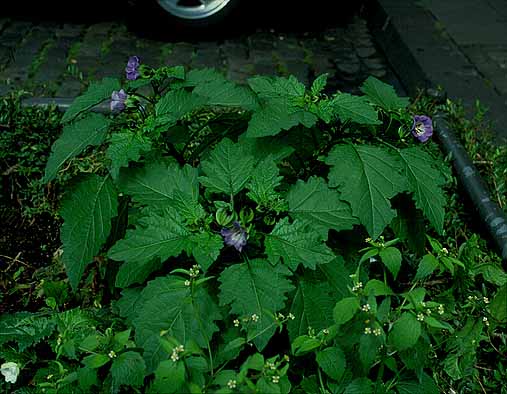 Nicandra physalodes