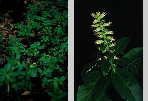 Pachysandra terminalis