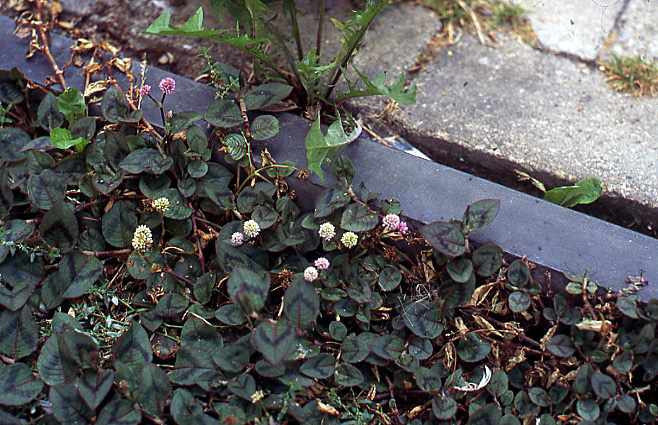 Persicaria capitata