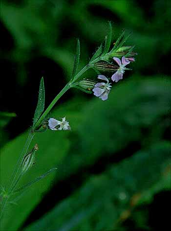 Silene gallica