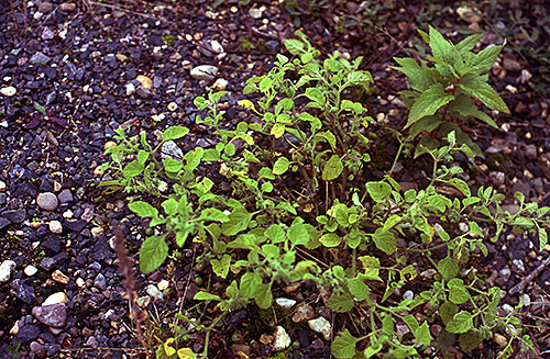 Solanum sarrachoides