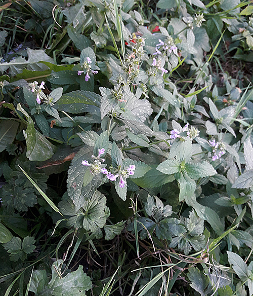 Stachys x ambigua