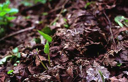 Trachystemon orientalis