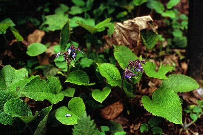 Trachystemon orientalis