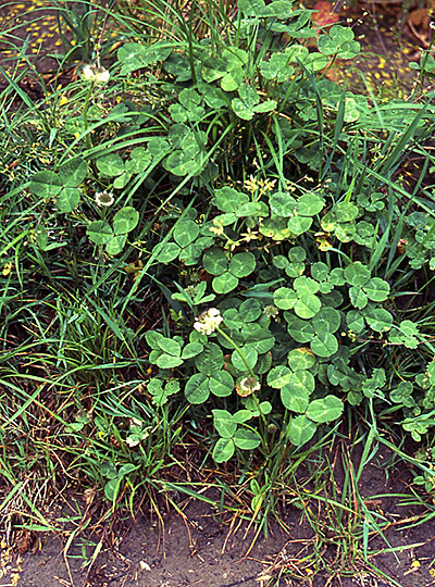 Trifolium nigrescens