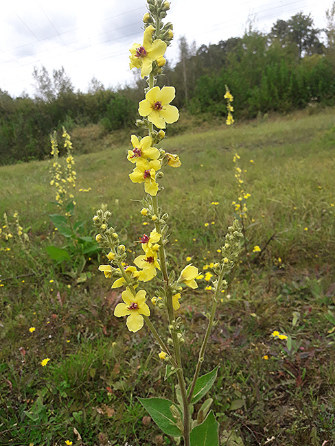 Verbascum chaixii ssp. chaixii