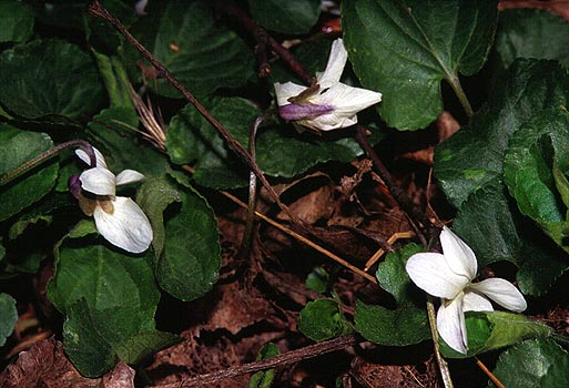 Viola x multicaulis